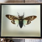 Preserved Taxidermy Blue Cicada Collection in Wood & Glass Frame – 5" x 6" Preserved Taxidermy Blue Cicada Collection in Wood & Glass Frame – 5" x 6"