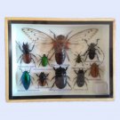 Taxidermy Framed Mixed Insects Collection in Wood & Glass Frame – 6" x 8" Set 4 Taxidermy Framed Mixed Insects Collection in Wood & Glass Frame – 6" x 8" Set 4