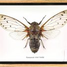 Preserved Taxidermy Giant Cicada Collection in Wood & Glass Frame – 5" x 6" Preserved Taxidermy Giant Cicada Collection in Wood & Glass Frame – 5" x 6"