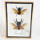 Framed Stag Beetle Collection Male and Female in Wood & Glass Frame – 5" x 7"
