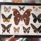 Framed Butterfly and Atlas Moth Collection 10 Specimens in Frame 12 × 18 Inches