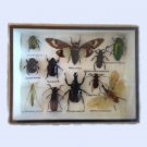 Taxidermy Framed Mixed Insects Collection in Wood & Glass Frame – 6" x 8" Set 3 Taxidermy Framed Mixed Insects Collection in Wood & Glass Frame – 6" x 8" Set 3