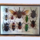 Taxidermy Framed Mixed Insects Collection in Wood & Glass Frame – 6" x 8" Set 1 Taxidermy Framed Mixed Insects Collection in Wood & Glass Frame – 6" x 8" Set 1