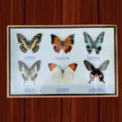 Taxidermy Framed Mixed Butterflies Collection in Wood & Glass Frame – 6" x 12"