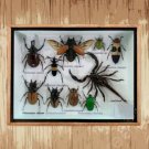 Taxidermy Framed Mixed Insects Collection in Wood & Glass Frame – 6" x 8" Set 6 Taxidermy Framed Mixed Insects Collection in Wood & Glass Frame – 6" x 8" Set 6