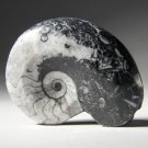Authentic Devonian Goniatite Fossil - 100% Genuine Specimen From Morocco Authentic Devonian Goniatite Fossil - 100% Genuine Specimen From Morocco