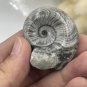 Authentic Devonian Goniatite Fossil - 100% Genuine Specimen From Morocco