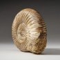 Authentic 480-Million-Year-Old Ammonite Fossil from Morocco (1.5-2 Inches)