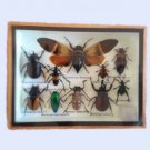 Taxidermy Framed Mixed Insects Collection in Wood & Glass Frame – 6" x 8" Set 2 Taxidermy Framed Mixed Insects Collection in Wood & Glass Frame – 6" x 8" Set 2
