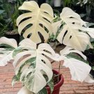 Albo Monstera