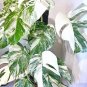 Halfmoon Monstera Deliciosa Albo Variegata Plant & Nodes | Rare White Variegated Plant | Rooted
