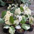 Halfmoon Monstera Deliciosa Albo Variegata Plant & Nodes | Rare White Variegated Plant | Rooted Halfmoon Monstera Deliciosa Albo Variegata Plant & Nodes | Rare White Variegated Plant | Rooted