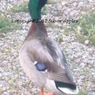 Mallard Portrait II 5" X 7"