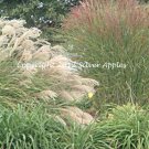 Grasses 8" X 10"