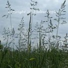 Grass Seeds 5" X 7"