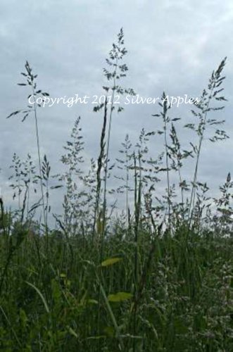 Grass Seeds 8" X 10"