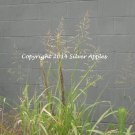 Grasses Green Against the Grey 8" X 10"