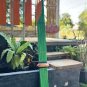 Khaen Bamboo Thai Tradition Musicial Instrument Mouthorgan Green Colour Am Key