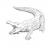 Huncroc