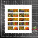 2024 USPS SHEET OF 20 FIRST CLASS LETTER FOREVER STAMPS AUTUMN COLORS FALL FOLIAGE 78¢ ($15.60) 2024 USPS SHEET OF 20 FIRST CLASS LETTER FOREVER STAMPS AUTUMN COLORS FALL FOLIAGE 78¢ ($15.60)
