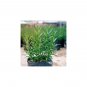Rosemary Spray for Growing Hair Reducing Hair Loss Thick Hair Long