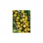20x Gooseberry Lozenge throat Mixed Herbs Thai Relief Cough Natural U