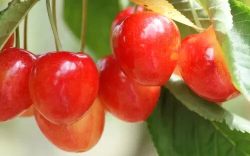 10 Seeds Bigarreau Cherry Seeds