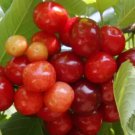 10 Seeds Celeste Cherry Seeds