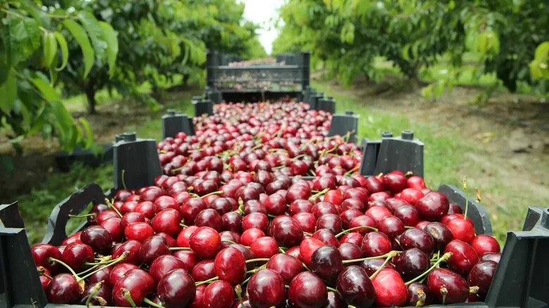 10 Seeds Lapins Cherry Seeds