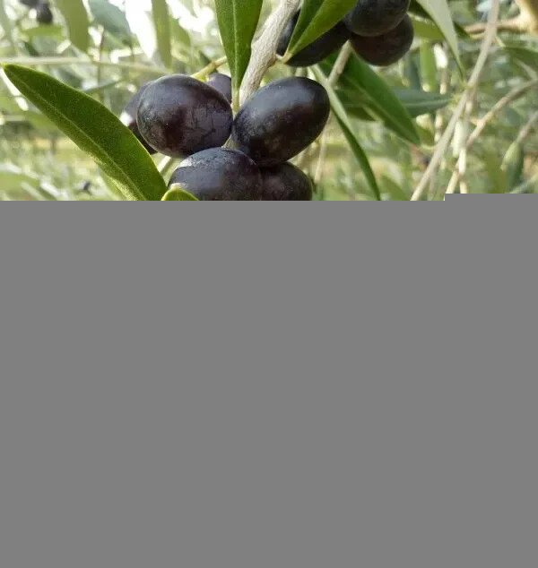 10 Seeds Leccino Olive Seeds