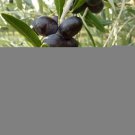 10 Seeds Leccino Olive Seeds