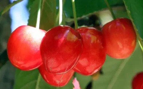 10 Seeds Merton Glory Cherry Seeds