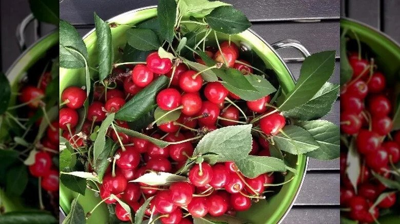10 Seeds Meteor Cherry Seeds