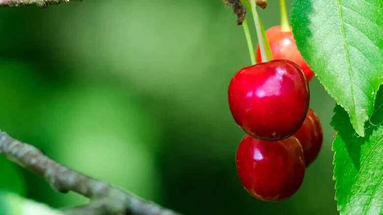 10 Seeds North Star Cherry Seeds