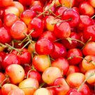 10 Seeds Queen Anne Cherry Seeds