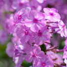 100 Alpha Phlox Seeds