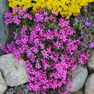 100 Atropurpurea Phlox Seeds