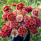 100 Aztec Burgundy Bicolour Zinnia Seeds