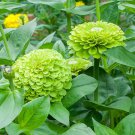 100 Benary Giant Lime Zinnia Seeds