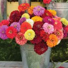 100 Benary Mix Zinnia Seeds