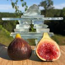 100 Black Madeira Fig Seeds