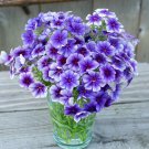 100 Blueberry Swirl Phlox Seeds