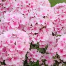 100 Bright Eyes Phlox Seeds