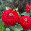 100 Cherry Queen Zinnia Seeds
