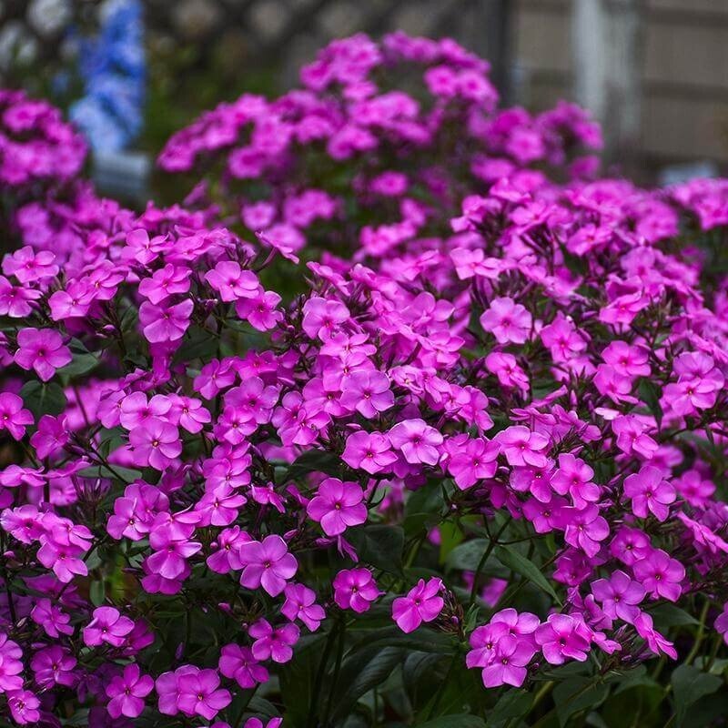 100 Cloudburst Phlox Seeds