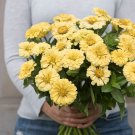 100 Creamy Yellow Giant Zinnia Seeds