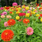 100 Dahlia Flowered Zinnia Seeds