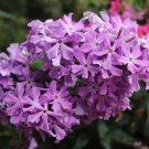 100 David'S Lavender Phlox Seeds 100 David'S Lavender Phlox Seeds