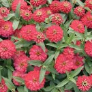 100 Double Zahara Salmon Zinnia Seeds 100 Double Zahara Salmon Zinnia Seeds