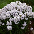 100 Fashionably Early Crystal Phlox Seeds